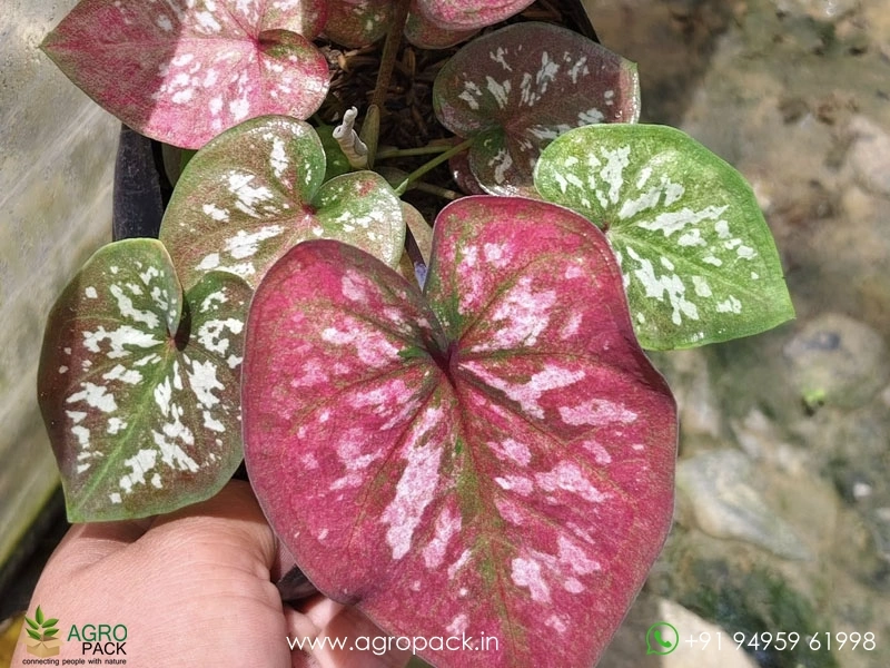 Imported-Caladium15