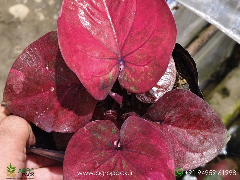 Imported-Caladium16