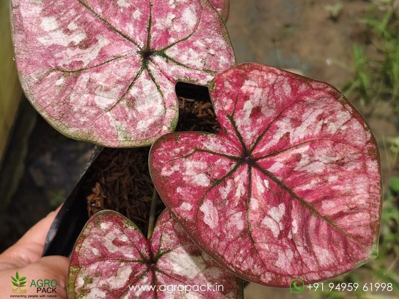 Imported-Caladium3
