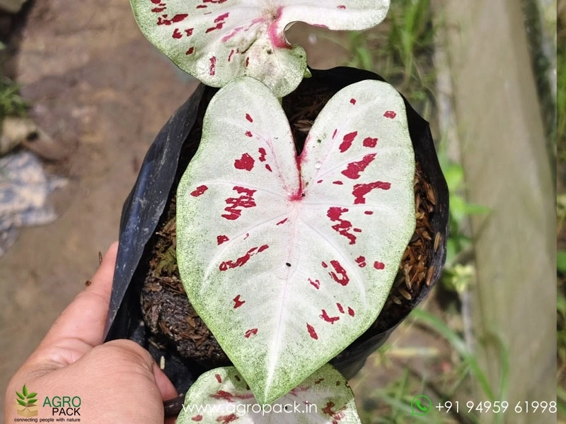Imported-Caladium4