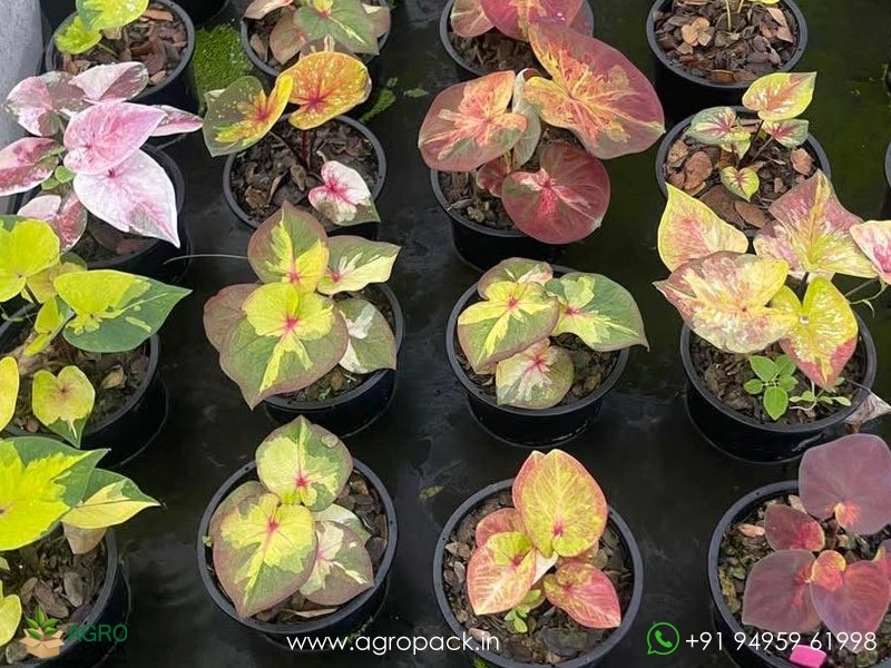 Imported-Caladium5