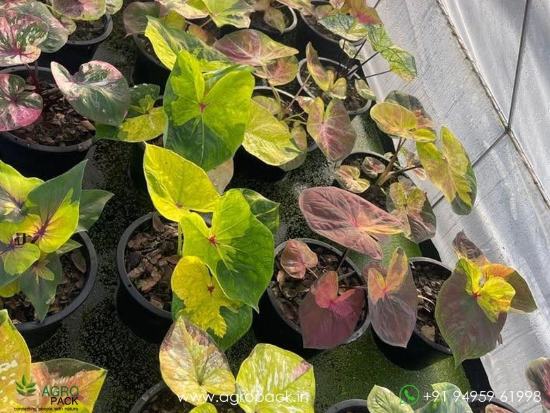 Imported-Caladium6