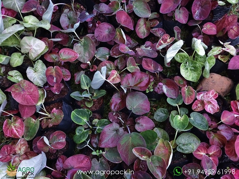 Imported-Caladium7