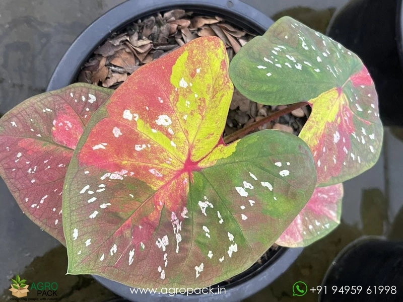 Imported-Caladium8