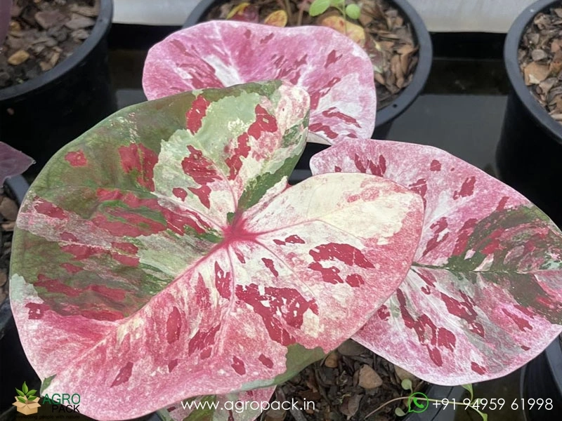 Imported-Caladium9
