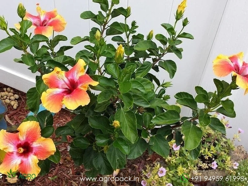 Imported-Hybrid-Chinese-Multi-Color-Hibiscus1
