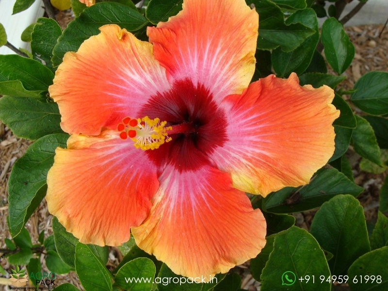 Imported-Hybrid-Chinese-Multi-Color-Hibiscus3