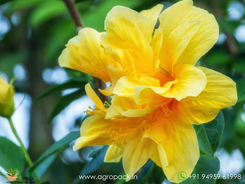 Imported-Hybrid-Multi-Layer-Yellow-Hibiscus1