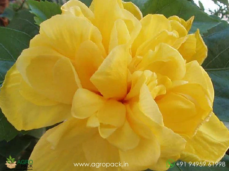 Imported-Hybrid-Multi-Layer-Yellow-Hibiscus2
