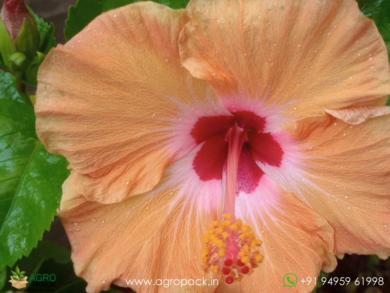 Imported-Hybrid-Orange-Red-Hibiscus1