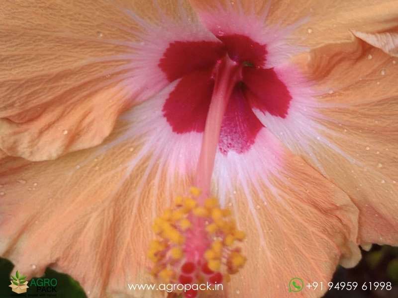 Imported-Hybrid-Orange-Red-Hibiscus2