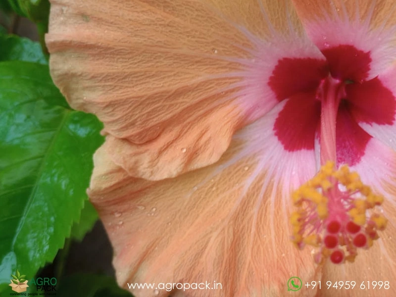 Imported-Hybrid-Orange-Red-Hibiscus3