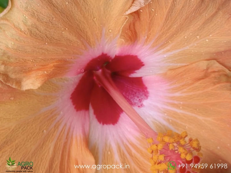 Imported-Hybrid-Orange-Red-Hibiscus4