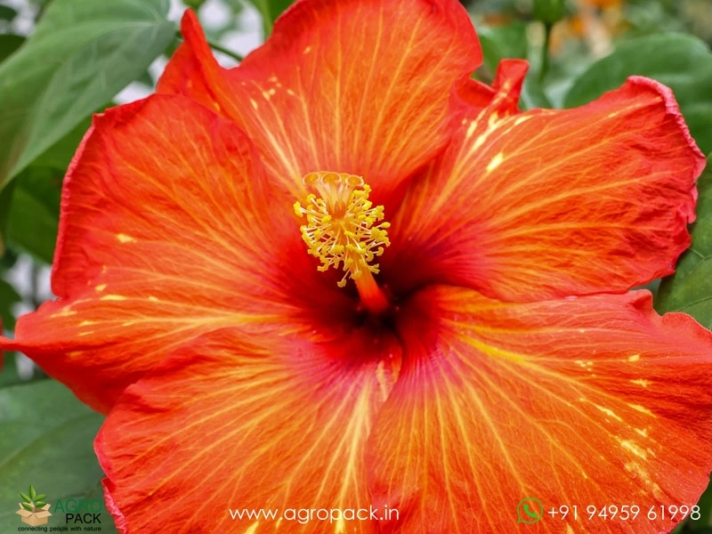 Imported-Hybrid-Red-Orange-Hibiscus1