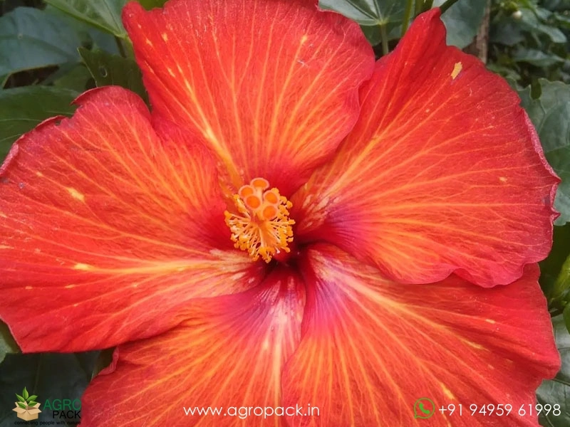 Imported-Hybrid-Red-Orange-Hibiscus2