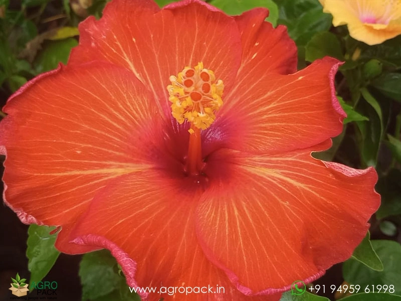Imported-Hybrid-Red-Orange-Hibiscus4