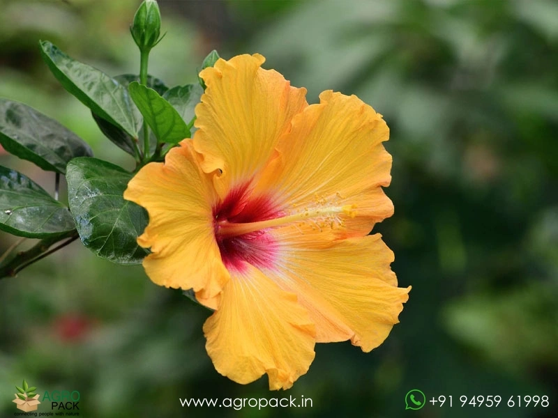Imported-Hybrid-Yellow-Red-Hibiscus1