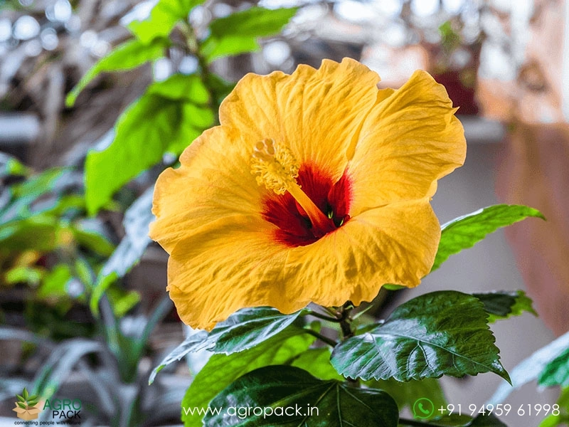 Imported-Hybrid-Yellow-Red-Hibiscus2