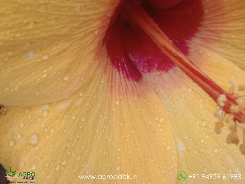 Imported-Hybrid-Yellow-Red-Hibiscus3