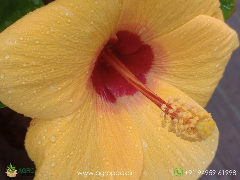 Imported-Hybrid-Yellow-Red-Hibiscus4