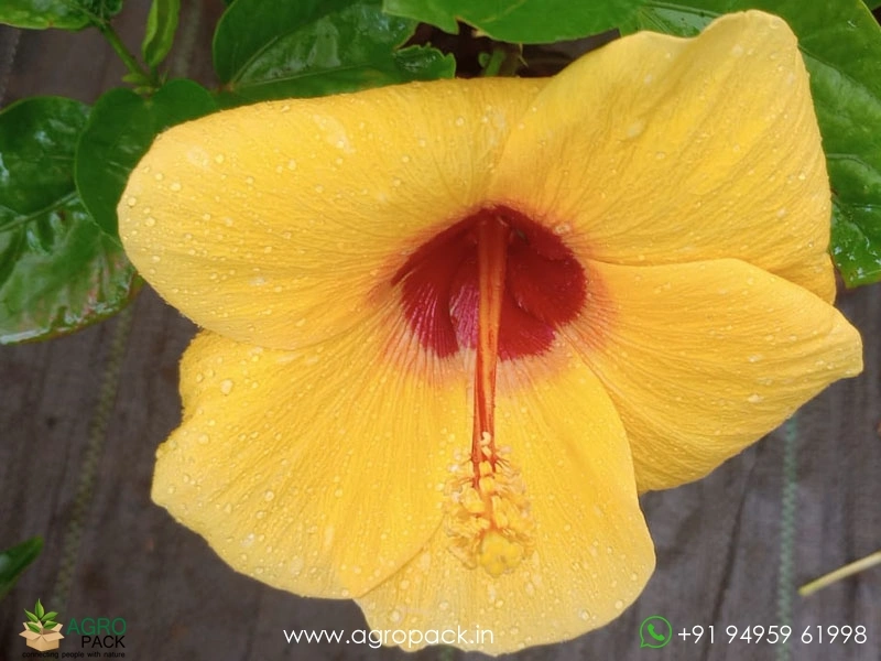 Imported-Hybrid-Yellow-Red-Hibiscus5