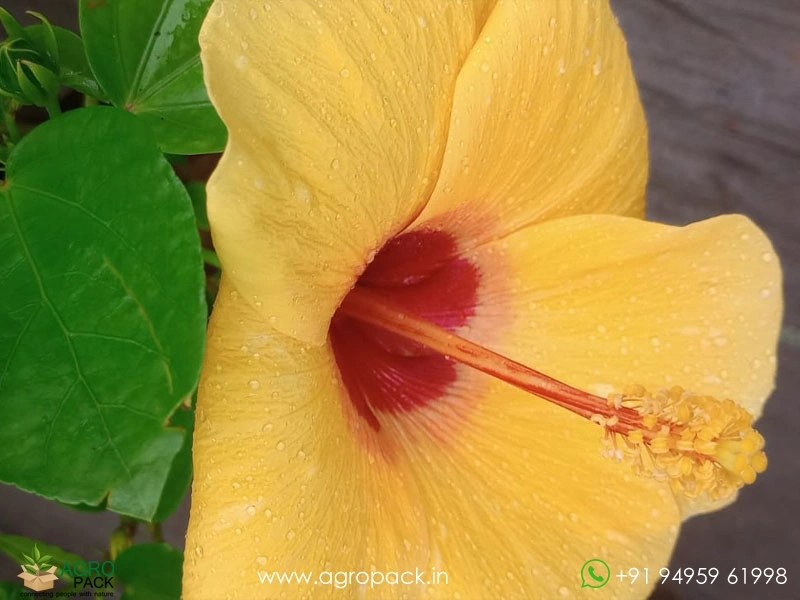 Imported-Hybrid-Yellow-Red-Hibiscus6