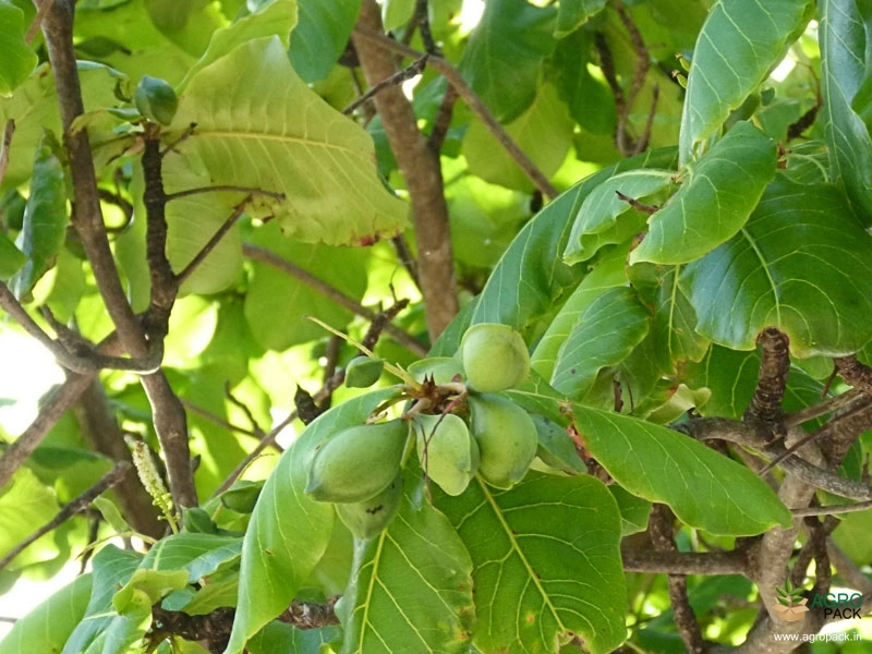 Indian-Almond1