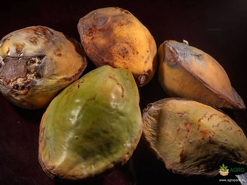 Indian-Almond10