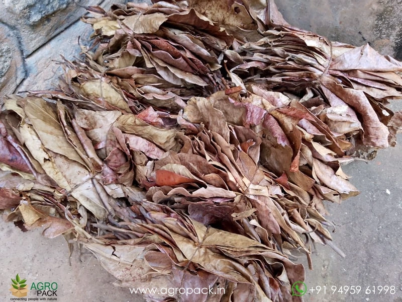 Indian-Almond11