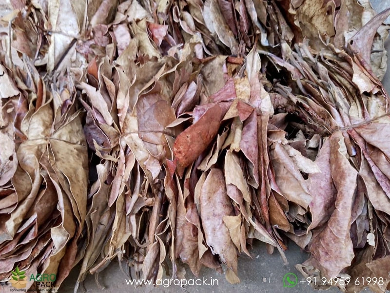 Indian-Almond13