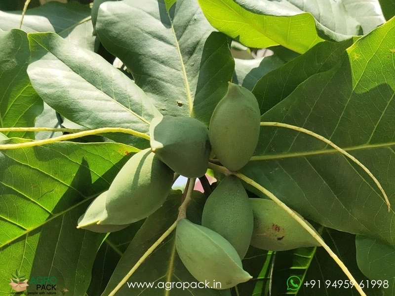 Indian-Almond14