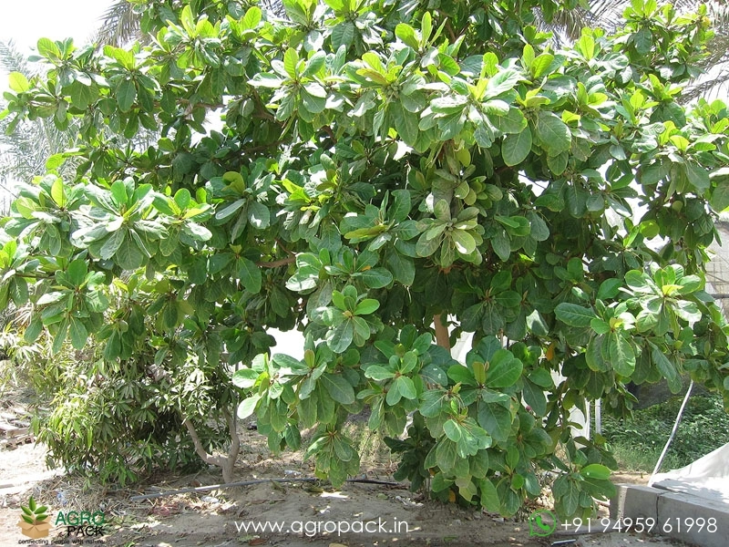 Indian-Almond15