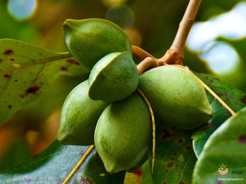 Indian-Almond2