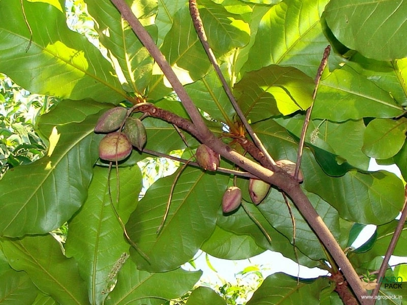 Indian-Almond3