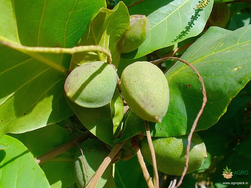 Indian-Almond5