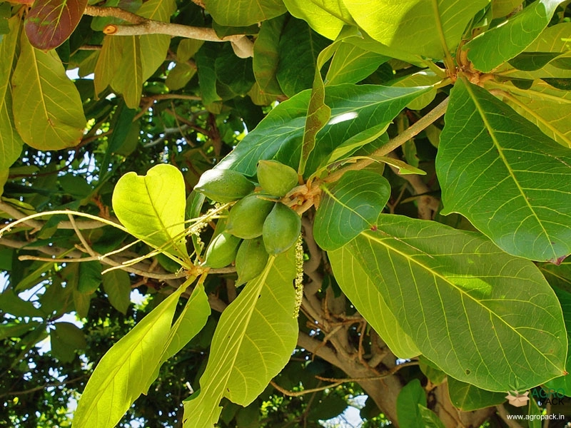 Indian-Almond6