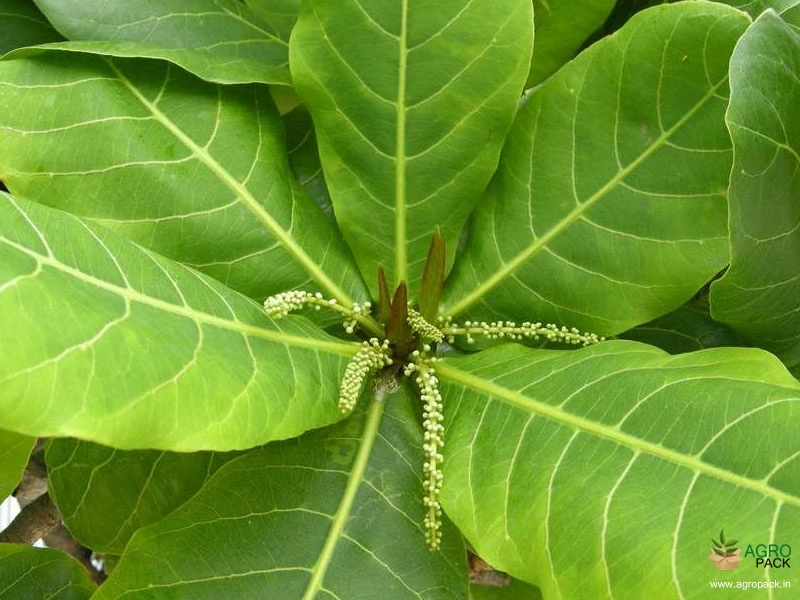 Indian-Almond7
