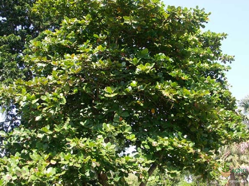 Indian-Almond8
