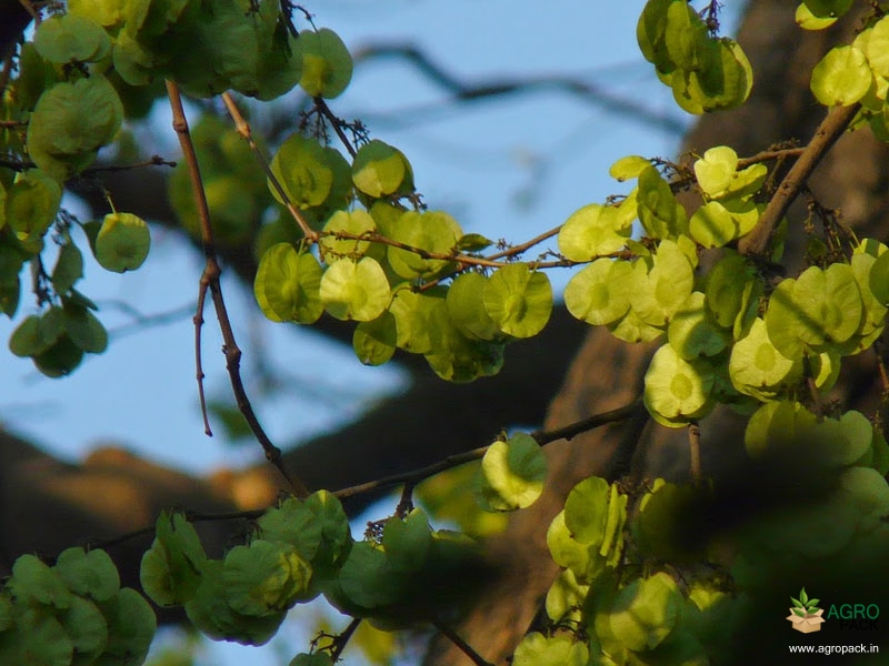 Indian-Elm1