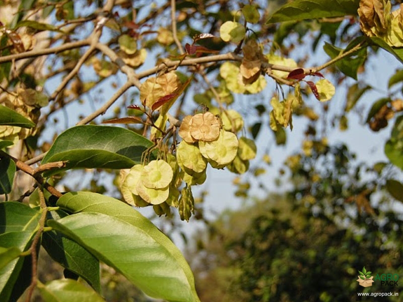 Indian-Elm2