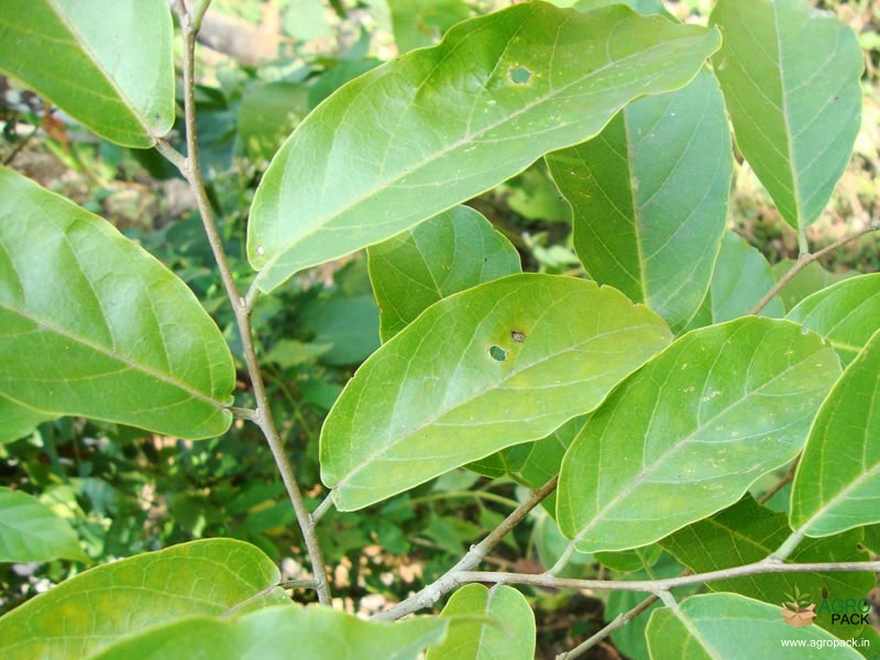 Indian-Elm3