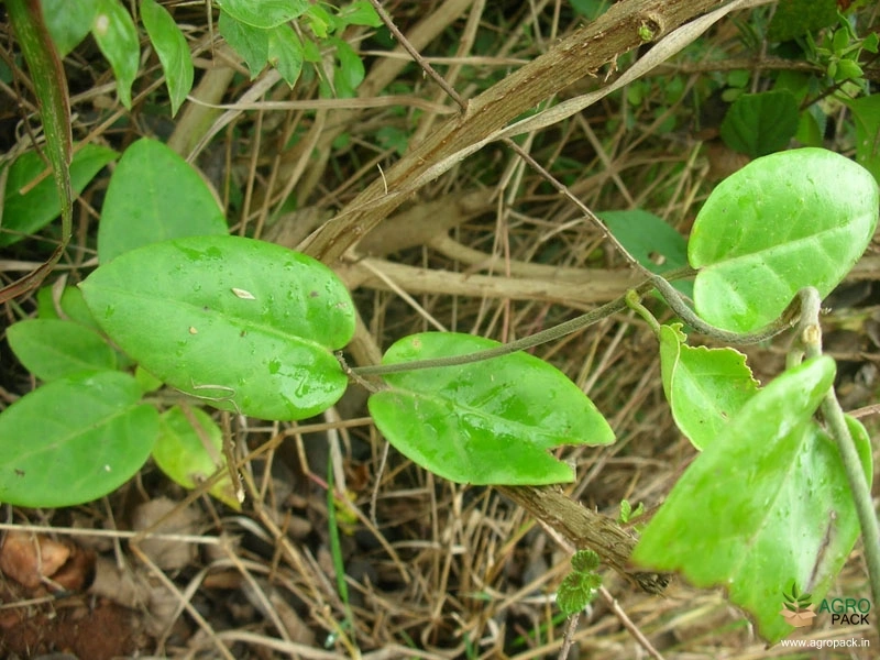 Indian-Ipecac-3