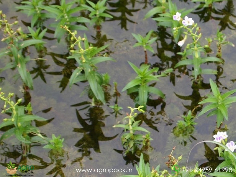 Indian-Marshweed-Limnophila-indica2