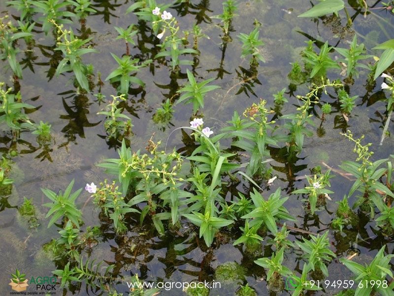 Indian-Marshweed-Limnophila-indica3