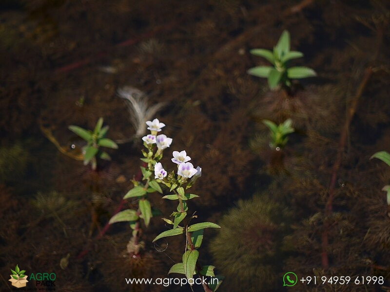 Indian-Marshweed-Limnophila-indica4