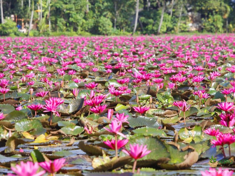 Indian-Red-Water-Lily3