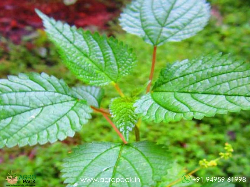 Indian-Stinging-Nettle1
