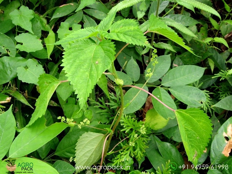 Indian-Stinging-Nettle3