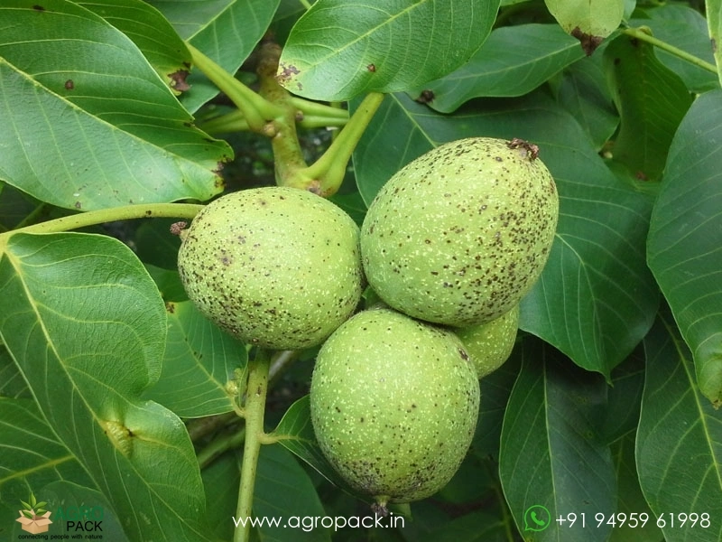 Indian-Walnut3