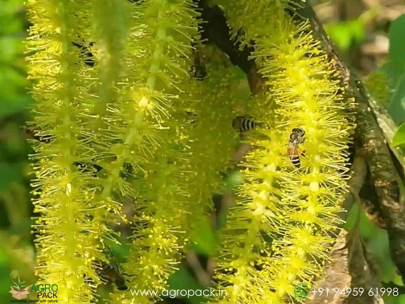 Indian-willow-Salix-tetrasperma1
